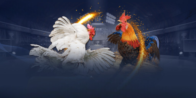 Các thao tác cơ bản tại nhà cái DAGA