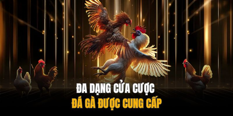 Đá Gà DAGA – Trải Nghiệm Giải Trí Thu Hút Hàng Ngàn Hội Viên